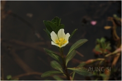 Ludwigia adscendens